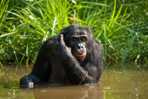 Scimmia bonobo seduta in acqua — Foto Stock