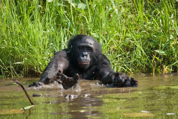 Bonobo-Affe spielt mit Wasser — Stockfoto