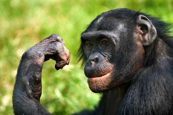 Bonobo zblízka portrétní — Stock fotografie