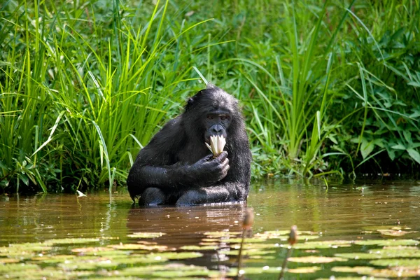 Opice bonobo sedí ve vodě — Stock fotografie