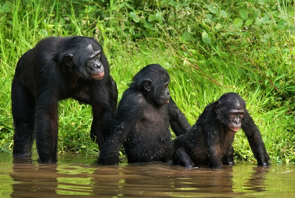 Tre scimmie bonobo — Foto Stock