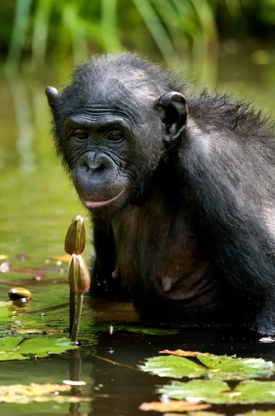 Обезьяна бонобо сидит в воде — стоковое фото