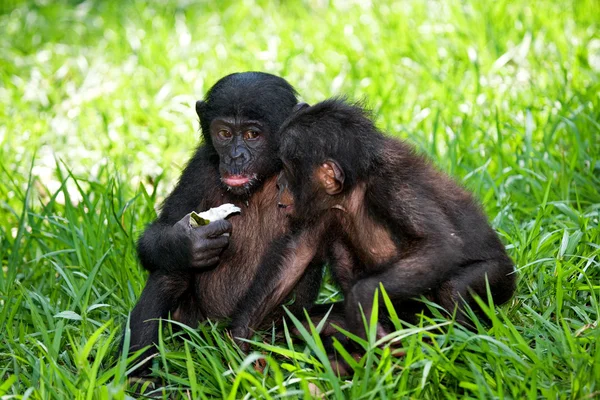 Обезьяны бонобо — стоковое фото
