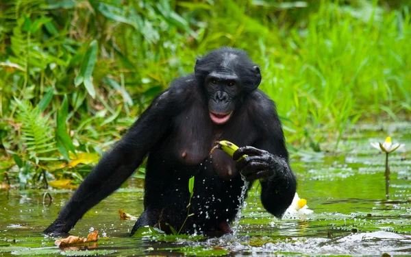 Bonobo aap zitten in water — Stockfoto
