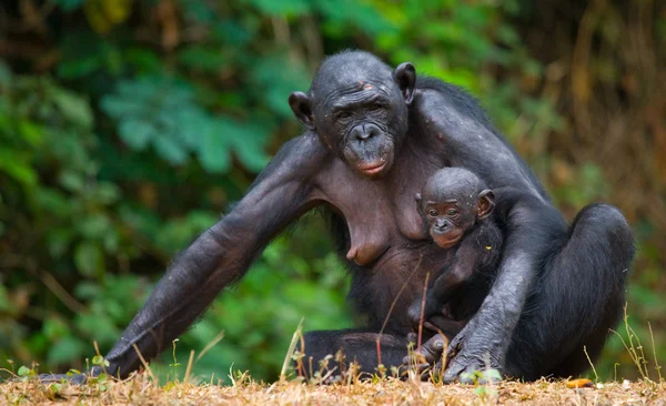 Familia de monos Bonobos — Foto de Stock