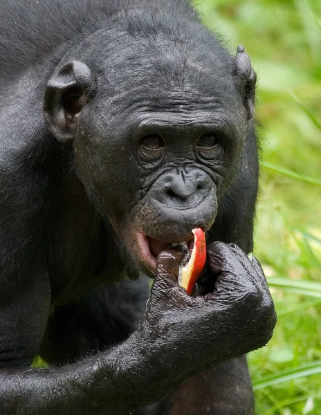 Bonobo närbild porträtt — Stockfoto