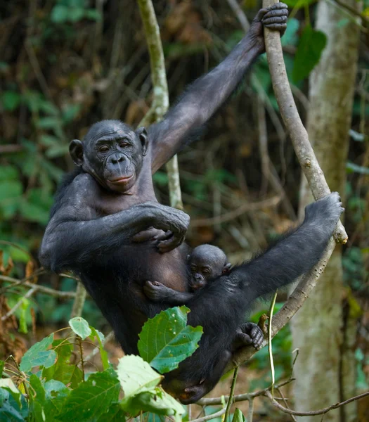 Famiglia di scimmie Bonobo — Foto Stock