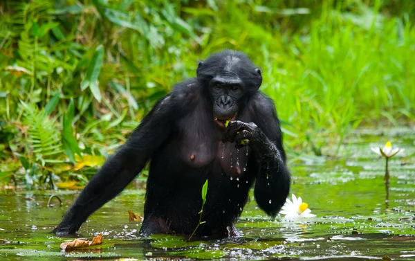 Opice bonobo sedí ve vodě — Stock fotografie
