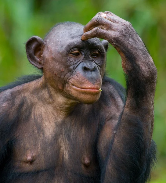 Bonobo close up portrait — Stock Photo, Image