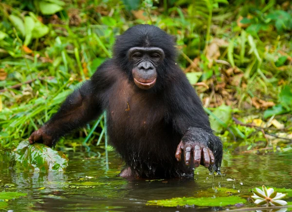 Bonobo majom ül a vízben — Stock Fotó