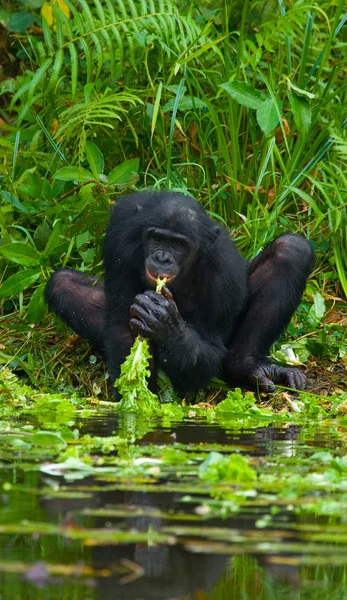 Bonobo zblízka portrétní — Stock fotografie