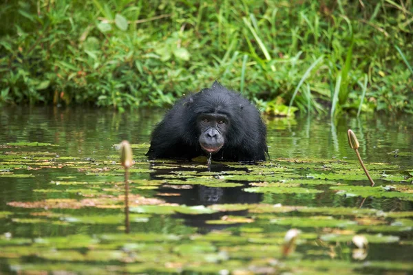 Bonobo aap zitten in water — Stockfoto