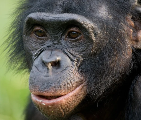 Bonobo primer plano retrato — Foto de Stock