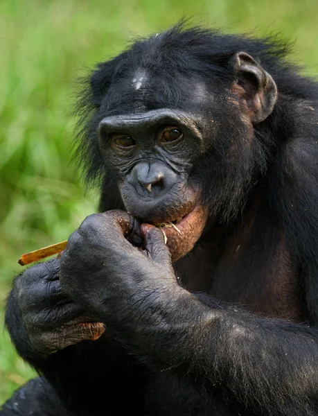 Bonobo крупним планом портрет — стокове фото