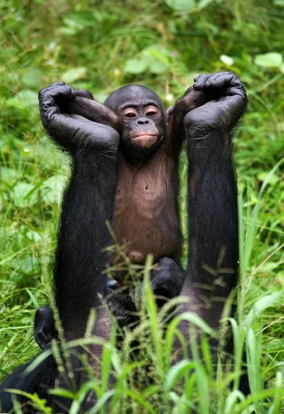 Famiglia di scimmie Bonobo — Foto Stock