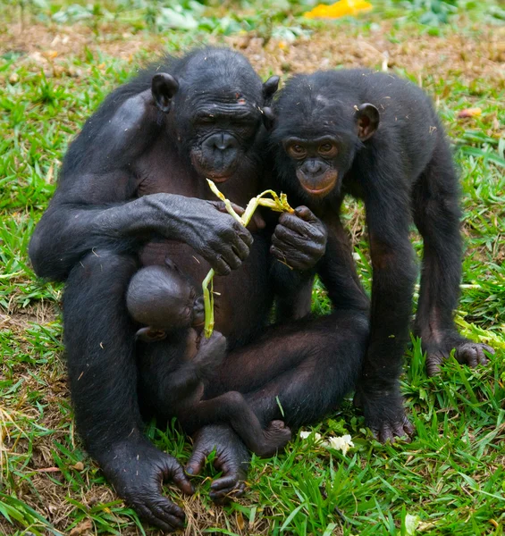 Two Bonobos monkey and baby — Φωτογραφία Αρχείου