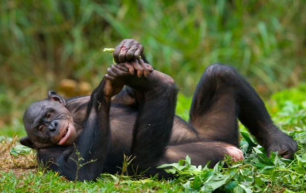 Bonobo primer plano retrato —  Fotos de Stock