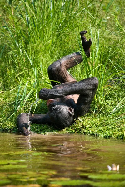 Bonobo scimmia giocare con l'acqua — Foto Stock