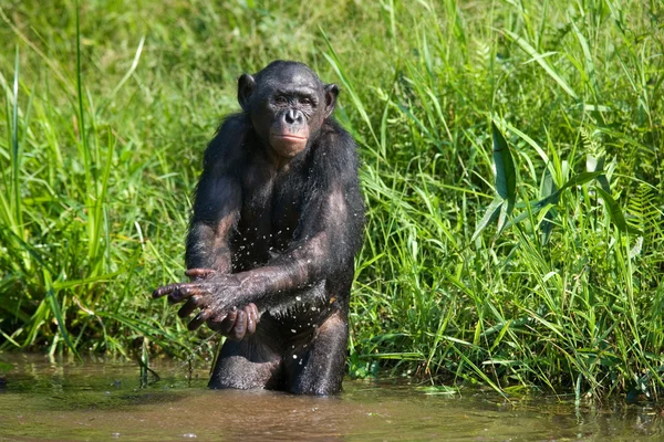 Opice bonobo, hrát si s vodou — Stock fotografie