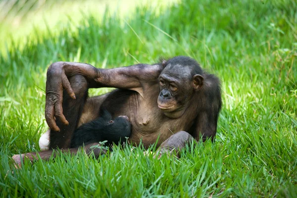 Famiglia di scimmie Bonobo — Foto Stock