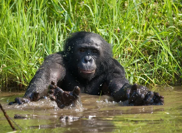 Bonobo-Affe spielt mit Wasser — Stockfoto