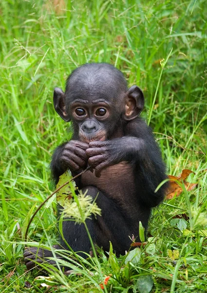 Scimmia Bonobo — Foto Stock