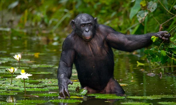 Bonobo kapatmak dikey — Stok fotoğraf