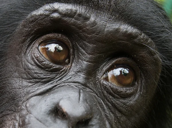 Bonobo primer plano retrato — Foto de Stock