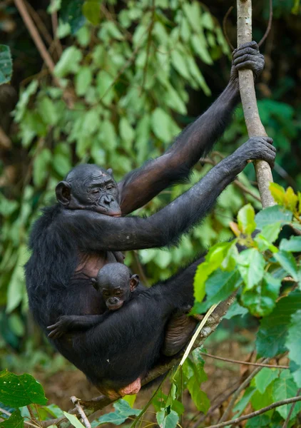 Bonobók majom család — Stock Fotó