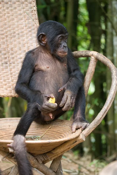 Baby opice Bonobo — Stock fotografie