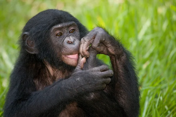 Bébi a bonobó majom — Stock Fotó