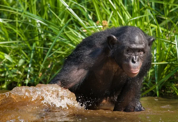 Bonobo aap spelen met water — Stockfoto