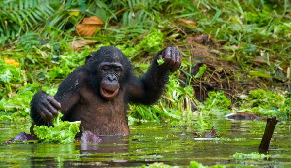 Bonobo mono sentado en el agua — Foto de Stock