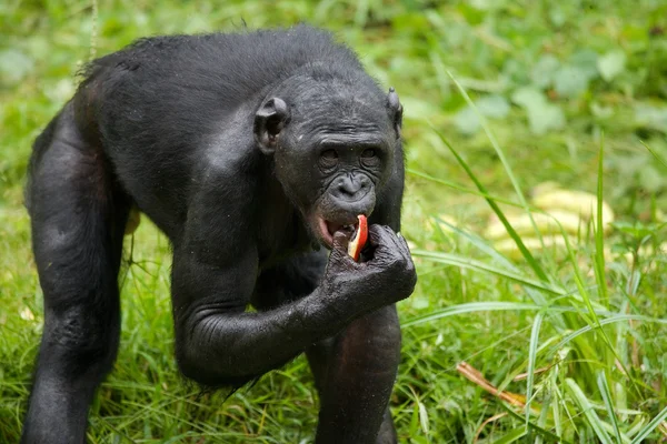 Bonobo ritratto da vicino — Foto Stock