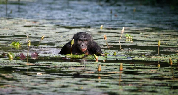 Opice bonobo sedí ve vodě — Stock fotografie