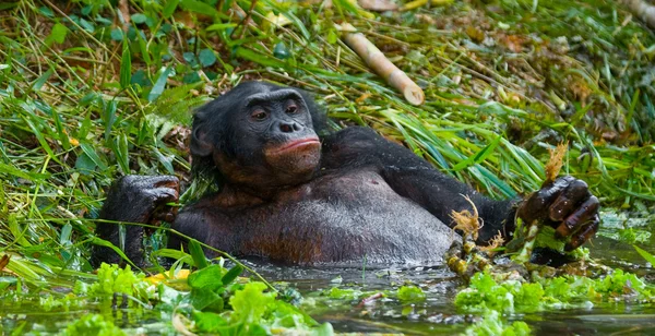 Bonobo zblízka portrétní — Stock fotografie