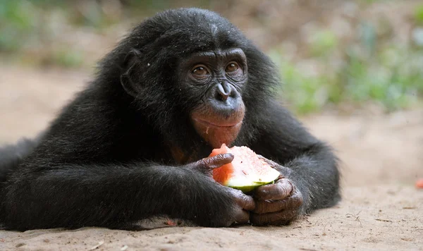 Bonobo primer plano retrato — Foto de Stock