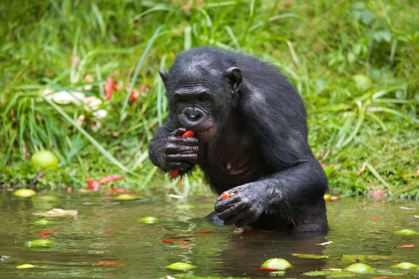 Bonobo Nahaufnahme Porträt — Stockfoto