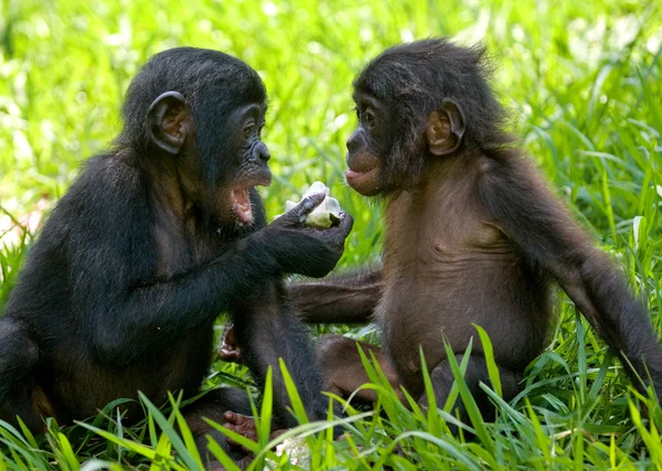 Baby Bonobo monkeys — Stock Photo, Image