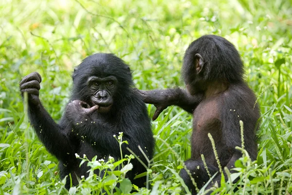 Baby Bonobo apor — Stockfoto