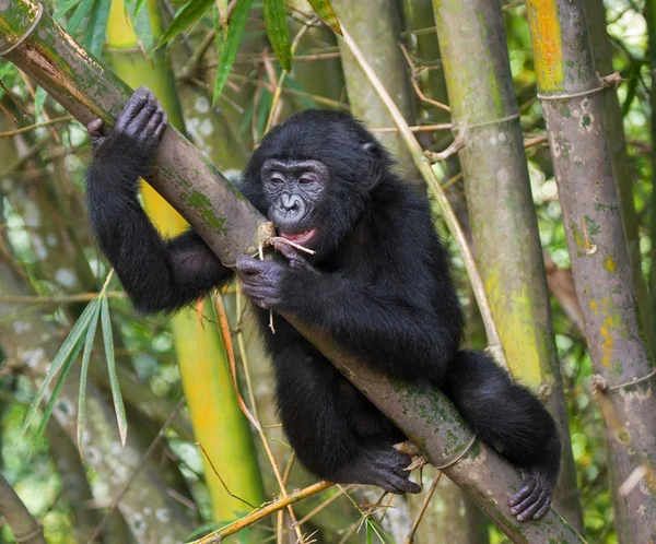 Bebek Bonobo maymunu — Stok fotoğraf