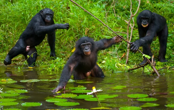 Tre scimmie bonobo — Foto Stock