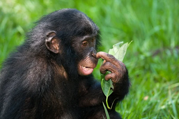 Bonobo närbild porträtt — Stockfoto