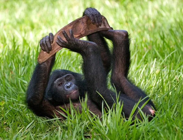 Bébi a bonobó majom — Stock Fotó