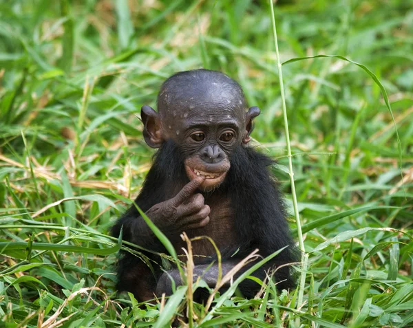 Singe Bonobo bébé — Photo