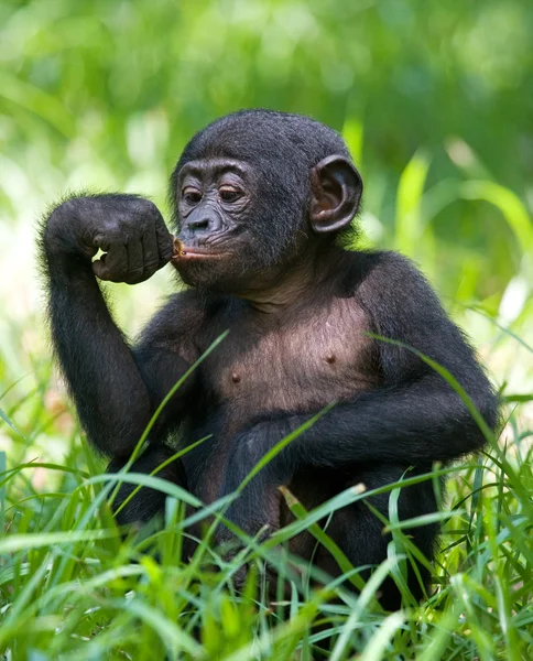 Bebé mono Bonobo —  Fotos de Stock