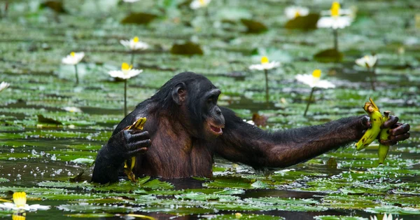 Bonobo majom ül a vízben — Stock Fotó
