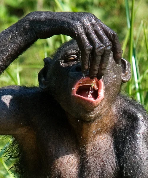 Bonobo monkey drinking water — Stock Photo, Image