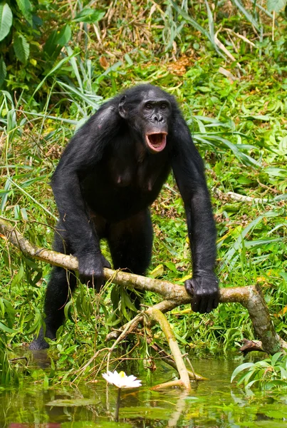 Bonobo zblízka portrétní — Stock fotografie