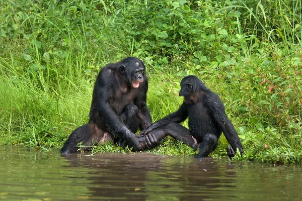 보노보 원숭이 가족 — 스톡 사진